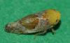 Hishimonus sp.